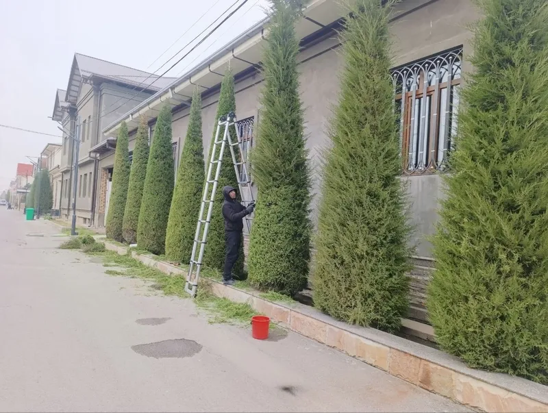 Archa kesish xizmati va gazon ekish 2 Archa kesish xizmati va gazon ekish 2