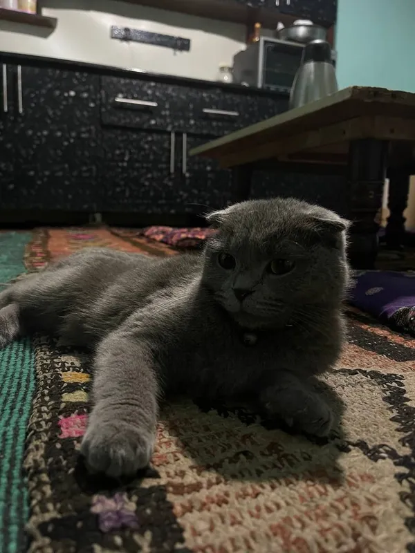 Продам котят британка — фото 1
