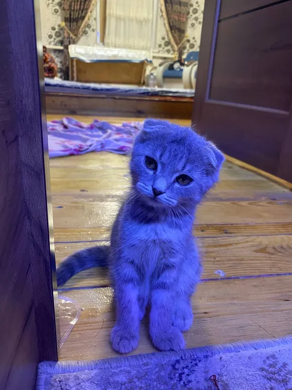 Пародистая Кошка 1 Пародистая Кошка 1