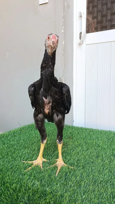 Joja xoroz sotiladi 2