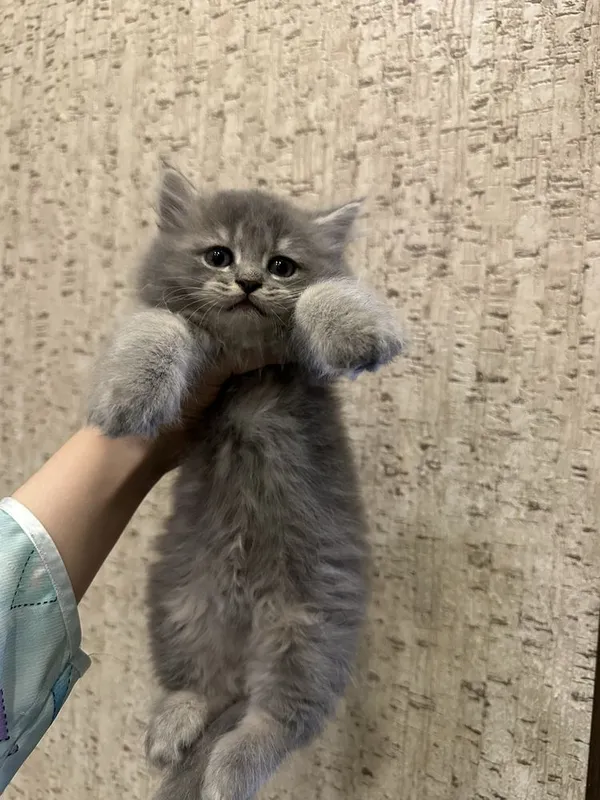 Котята породистые