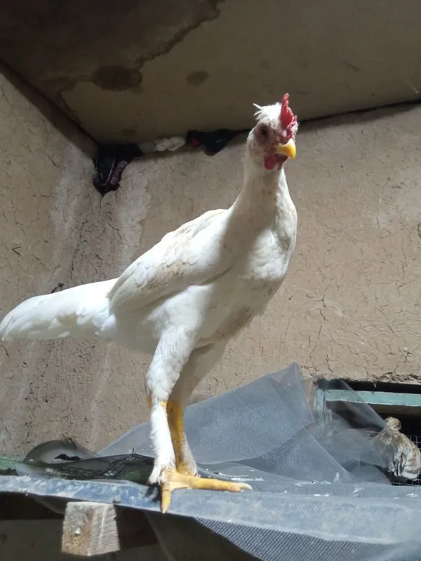 Joʻja xoroz sotiladi 5