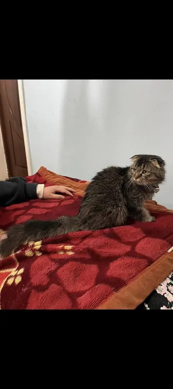 Zotdor mushuk srochna sotiladi 3 Zotdor mushuk srochna sotiladi 3