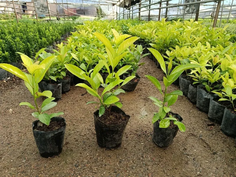 Litsidum vibrinum ko'chatlari sotiladi Литсидум Вибринум ку́чатлари