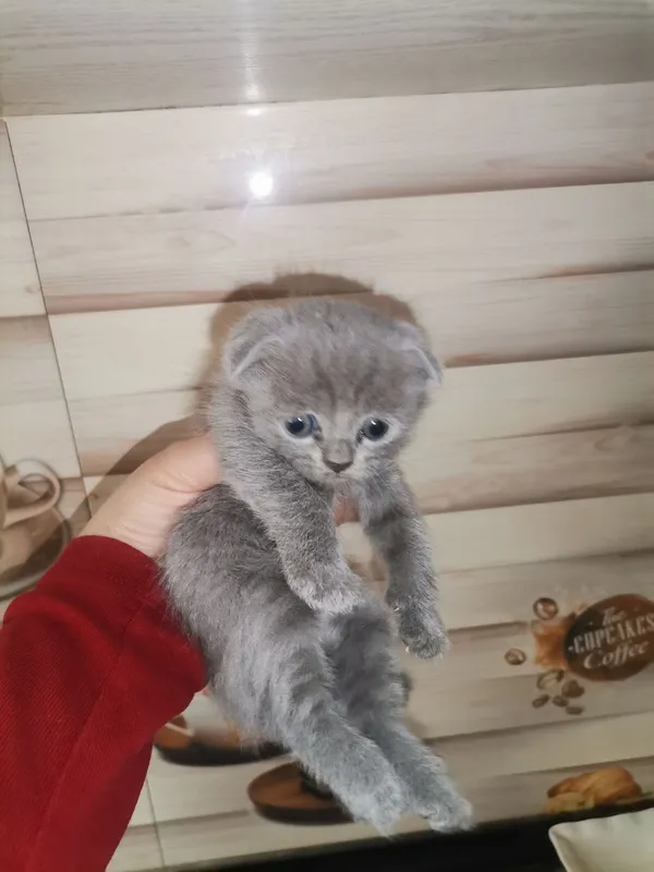Мушук скотиш фолд — фото 3