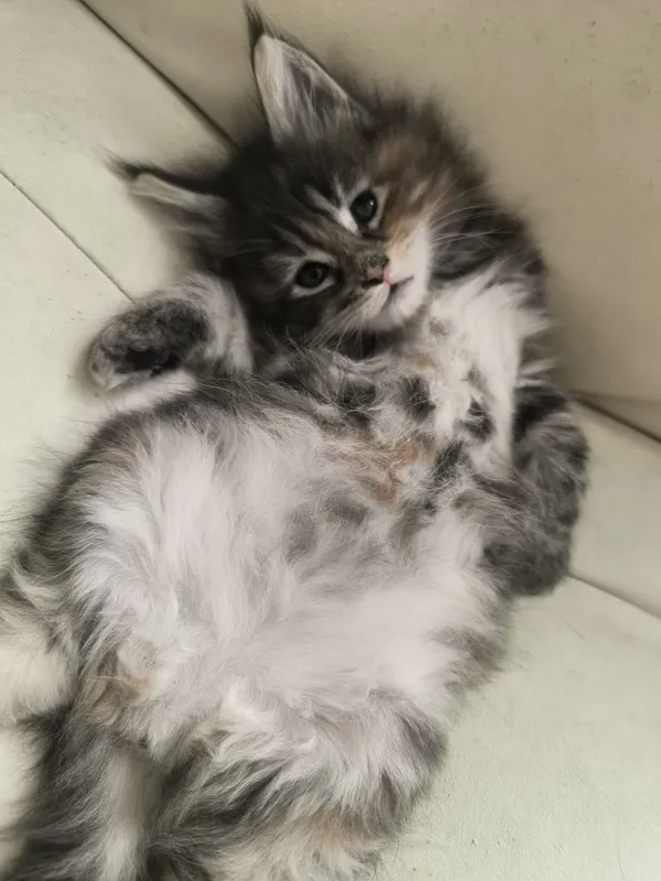 Котята породы мейнкун — фото 2