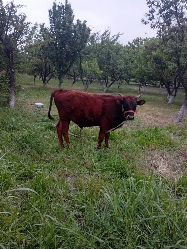 Ёшига ту́лмаган эстон бука сотилади — фото 4