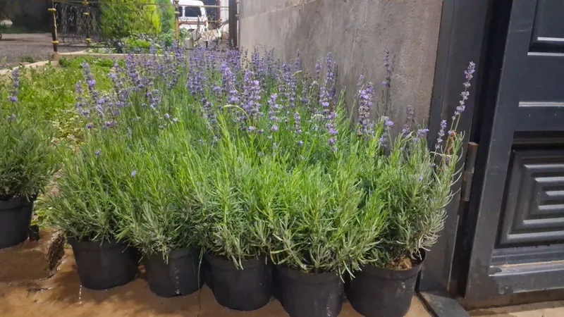 Lavanda guli sotuvda 1 Lavanda guli sotuvda 1