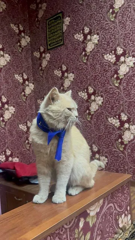Продам котят породистых — фото 7