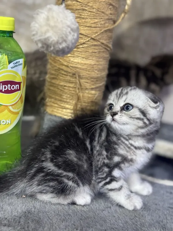 SOTUVDA!!! Mushukchalaa 3