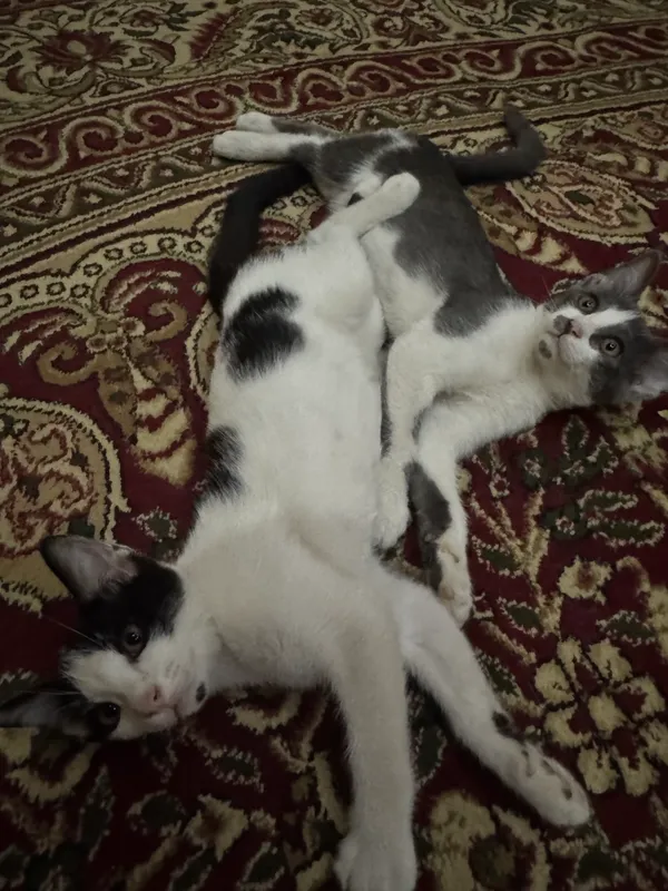 Mushukchalar 4 Mushukchalar 4
