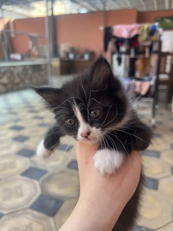 Котята в добрые руки, Ласковые и игривые котята ,Домашние котята 2 Котята в добрые руки, Ласковые и игривые котята ,Домашние котята 2