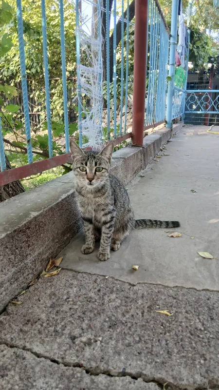 mushuk xadyaga beriladi 4 mushuk xadyaga beriladi 4
