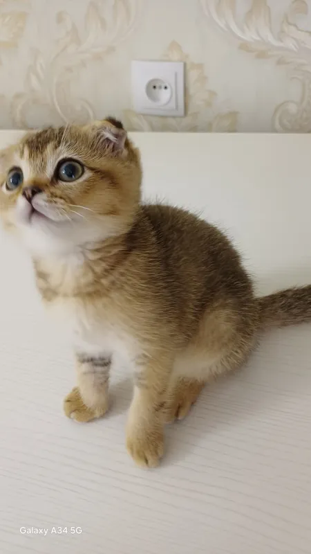 Продаётся котёнок! 4