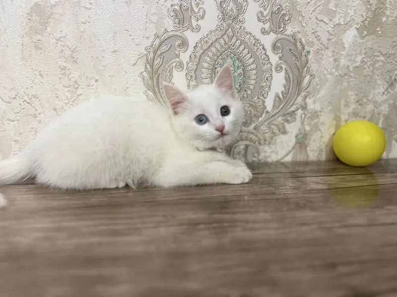 Zotle pishe boo Tureski Angora Ismi Sofi — фото 3