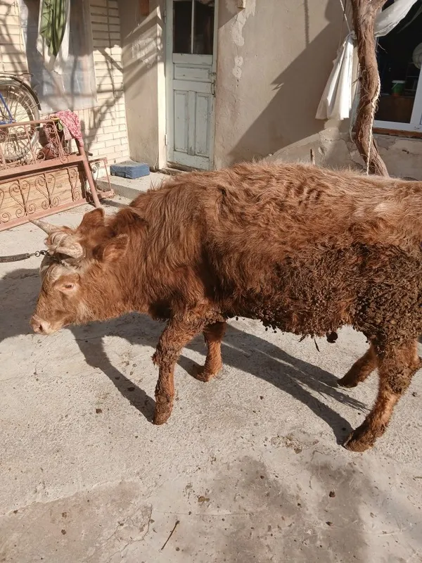 Buqacha sotiladi yeyishi yaxshi kamchiligi yoq 100% — фото 1