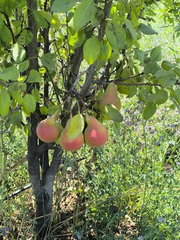 Oldi sotti shartnoma kelishilgan holatta 4