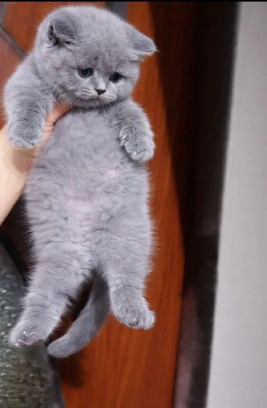 Продаётся кошечка девочка ,красотка — фото 1