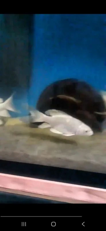 koya balu sotiladi 8ta 3 koya balu sotiladi 8ta 3