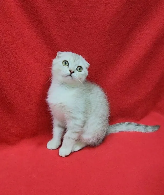 Скоттиш фолд — фото 2