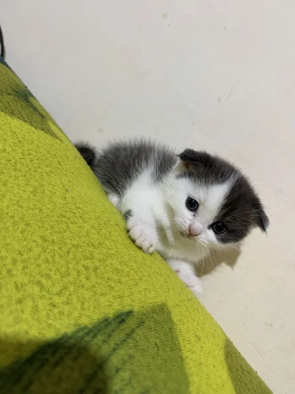 Кошка веслаухи продается 2 Кошка веслаухи продается 2