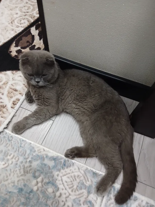 Mushuk