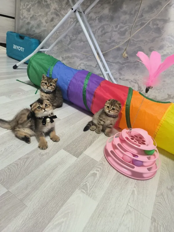 Шикарные котята от правильной вязки — фото 2