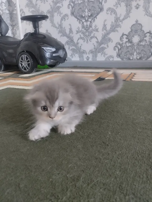 Продаётся в Асаке домашний котёнок, 2 месяца 2 Продаётся в Асаке домашний котёнок, 2 месяца 2
