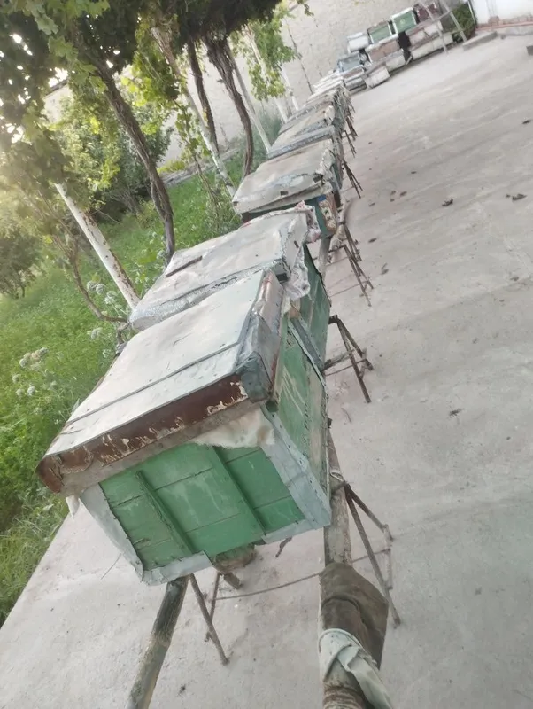 Asalarilar uyasi bilan birga sotiladi jami 23 ta Asalarilar uyasi bilan birga sotiladi jami 23 ta