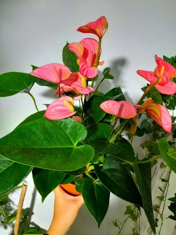 Andre Pink anturiumi 2