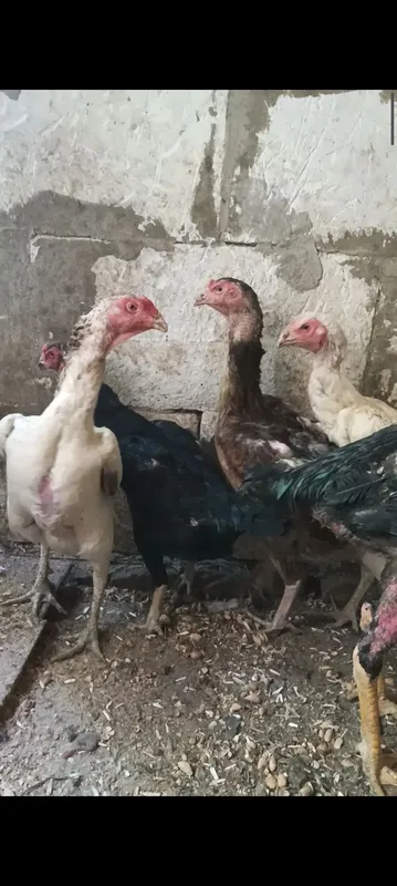 Тухумлари сотилади. 8