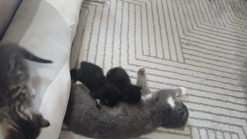 Продаются котята 2