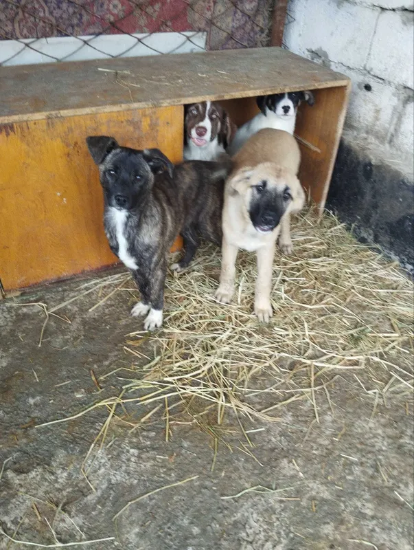 Отдам собачек в добрые руки