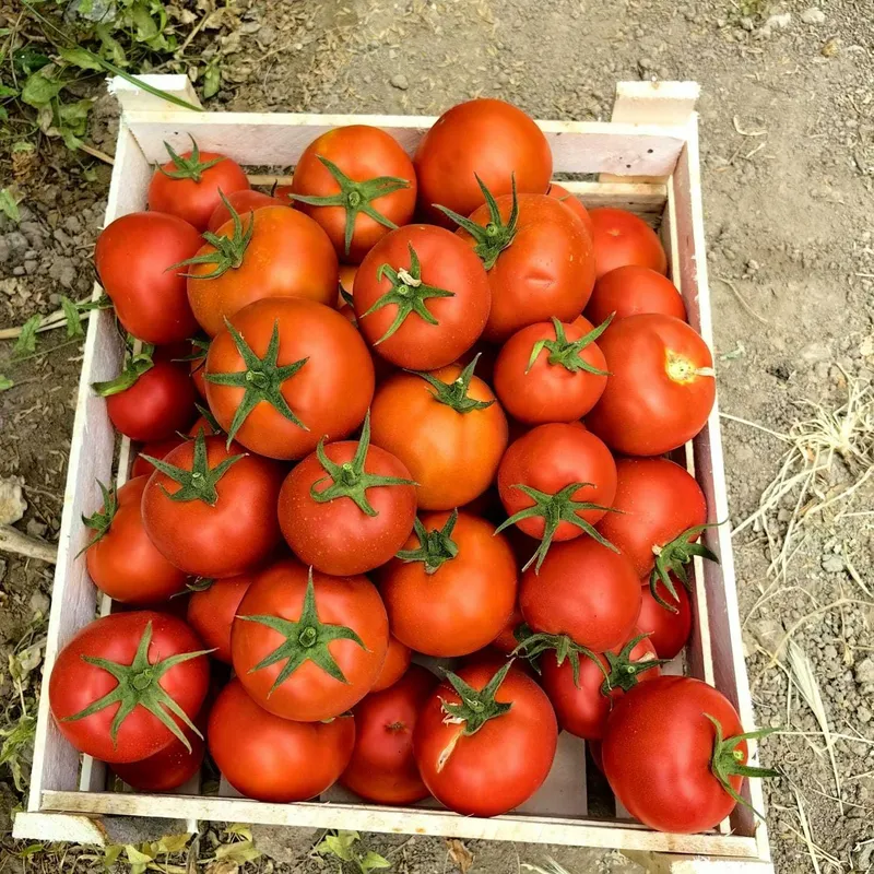 Помидоры вкусные и красивые — фото 2