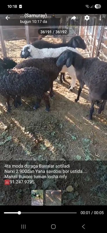 Moda duraga Barralar 1 Moda duraga Barralar 1