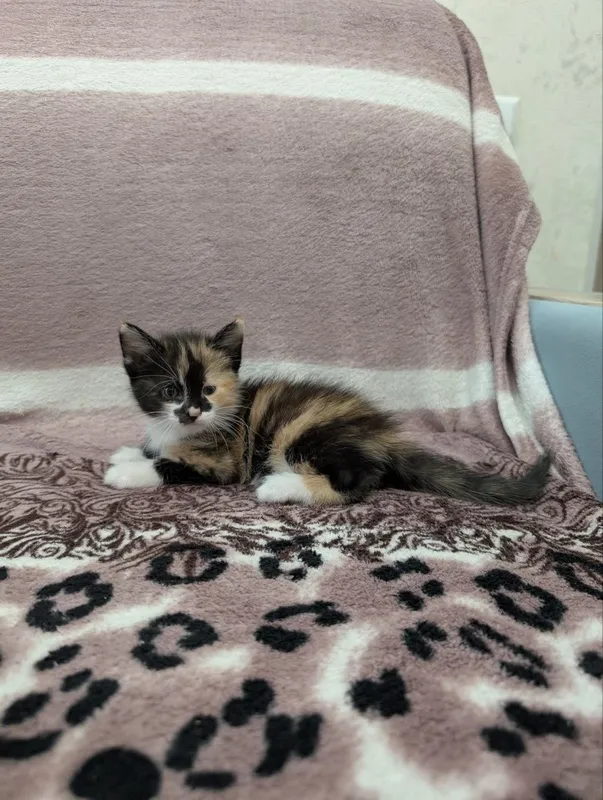 В добрые руки котята