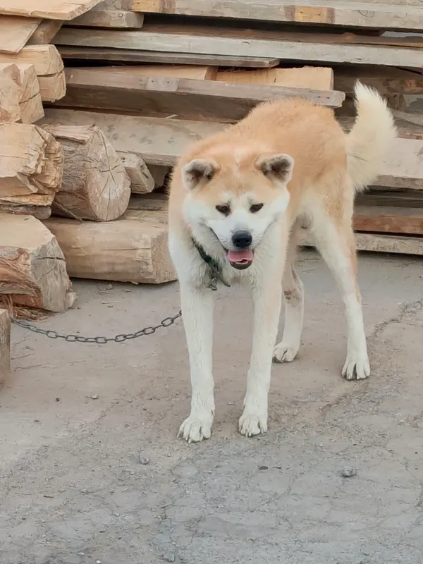Akito-Inu sotiladi 2 Akito-Inu sotiladi 2