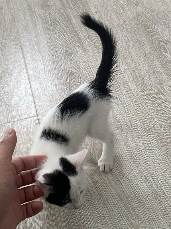 Котик, Mushuk bolasi ( hamma narsasi bilan ) 7 Котик, Mushuk bolasi ( hamma narsasi bilan ) 7