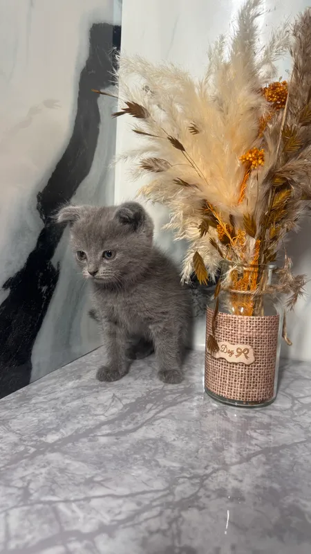 Продаются породистые котята! 1 Продаются породистые котята! 1