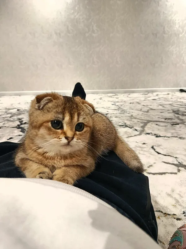 Британский золотой шиншилла — фото 1