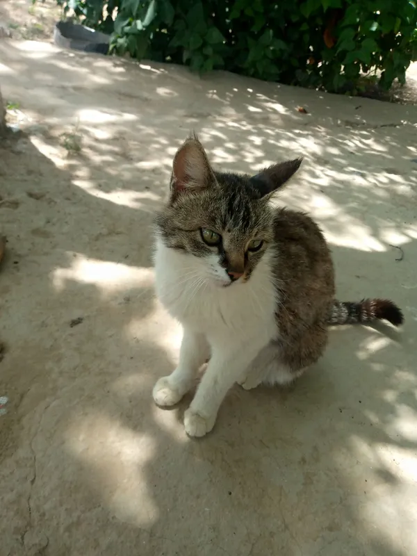 Mushuk