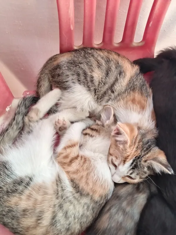 Отдам в хорошие ручки котят 2 Отдам в хорошие ручки котят 2