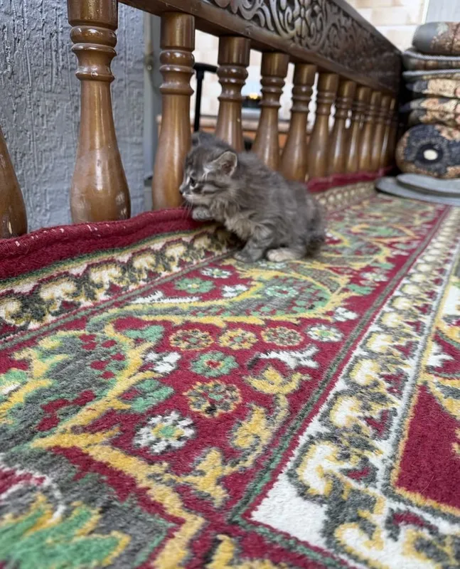 Котята даром ттз кирпичный завод 6