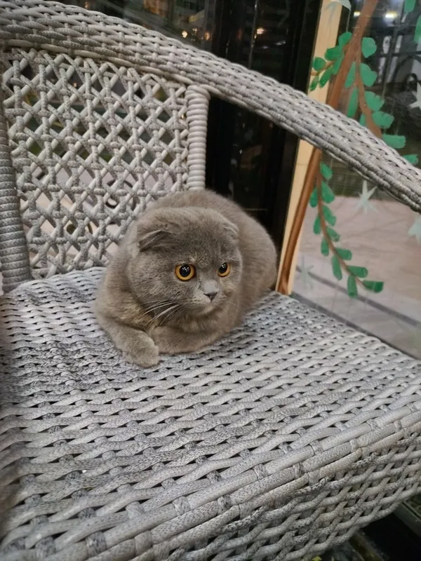 Galati mavjudotlar bilan porno