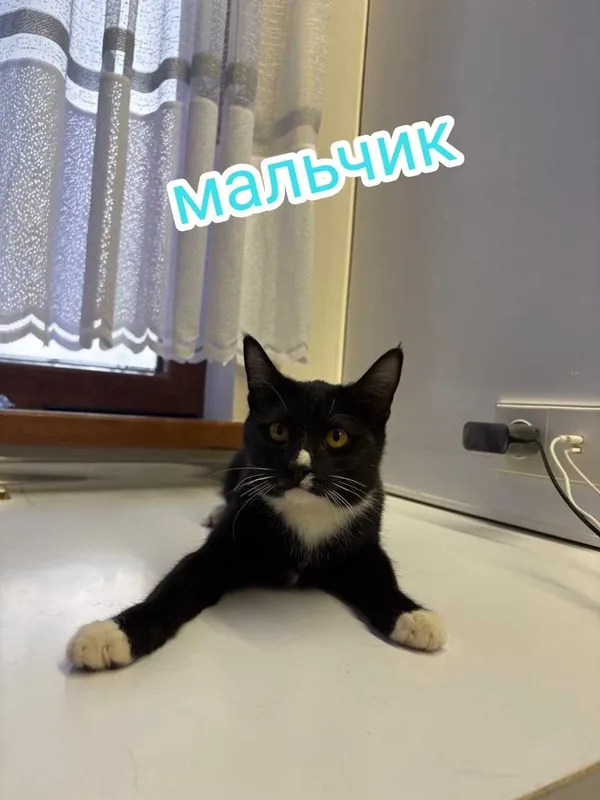 Подарю котика в надёжную семью — фото 1