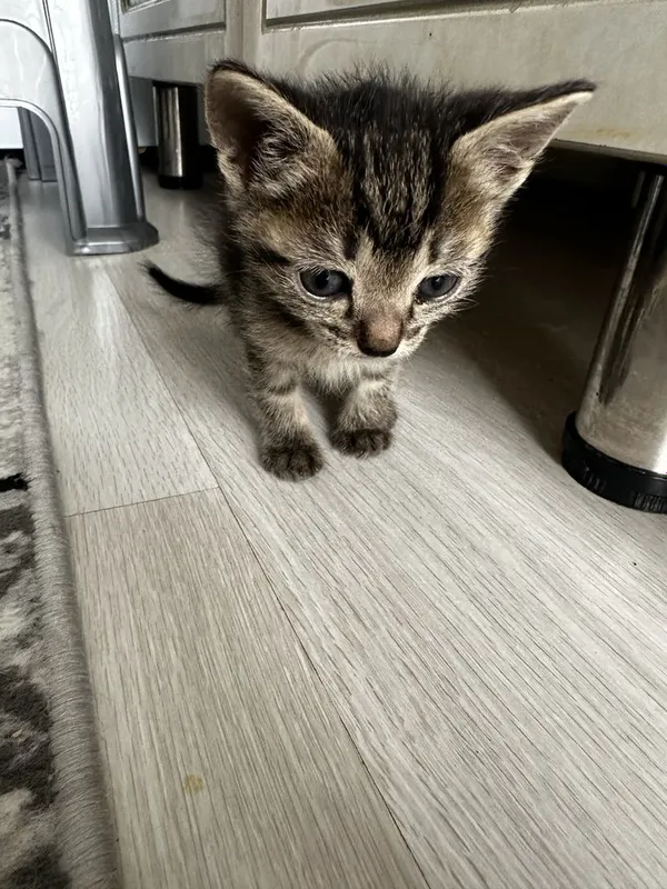 Отдам даром котят