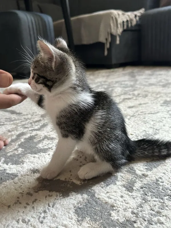 Котёнок(мальчик) ищет любящую семью 2 Котёнок(мальчик) ищет любящую семью 2