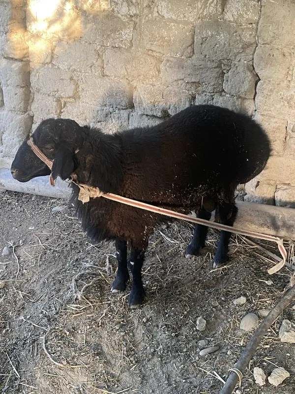 1 ta qoʻchqor 1 urgʻochi qoʻy bor hali tugʻmagan yeb ichishi zoʻr 4