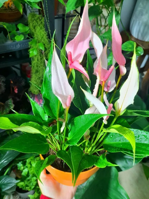 Anthurium Lilli (Xitoy) 2