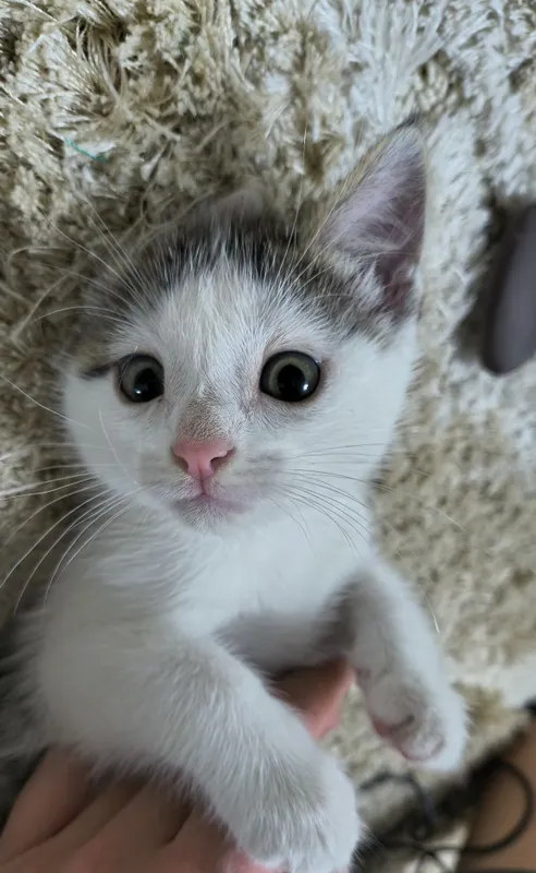 Котенок в добрые руки